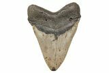 Bargain, Fossil Megalodon Tooth - North Carolina #208012-2
